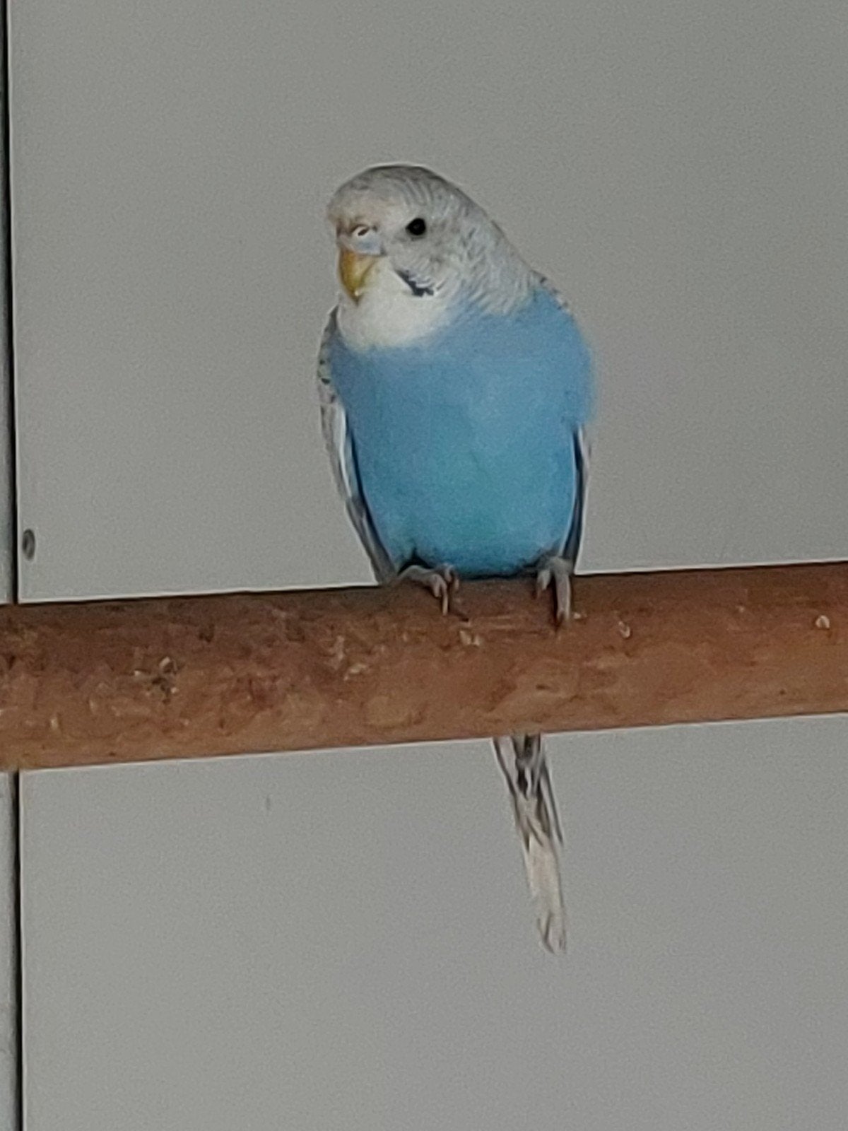 Jonge blauwe grasparkiet pop, Femelle, Perruche, Bagué