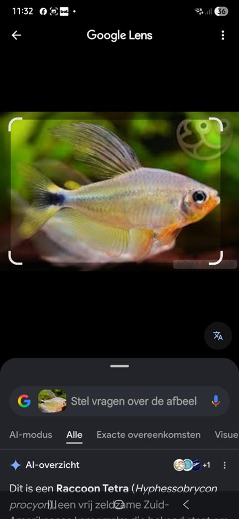 Raccoon Tetra zeldzaam, Dieren en Toebehoren, Vissen | Aquariumvissen