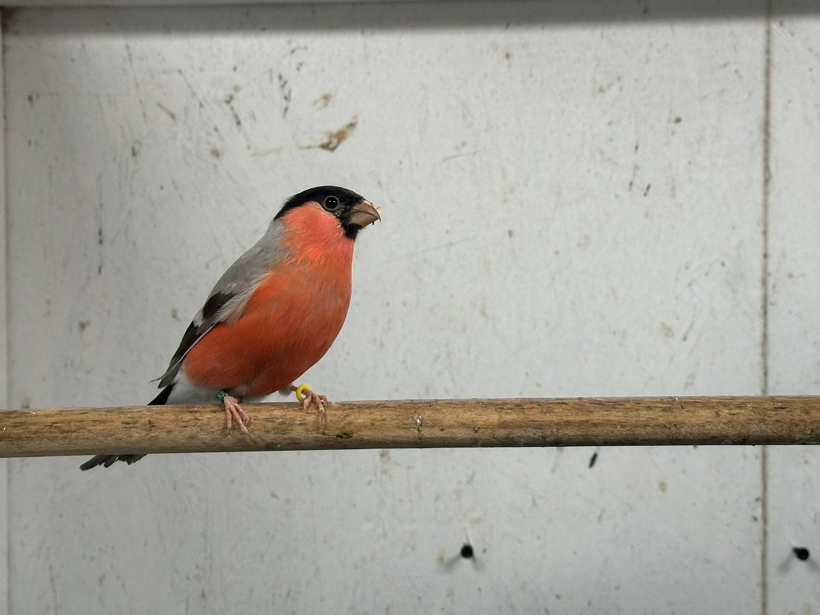 Noordse goudvink, Dieren en Toebehoren, Geringd