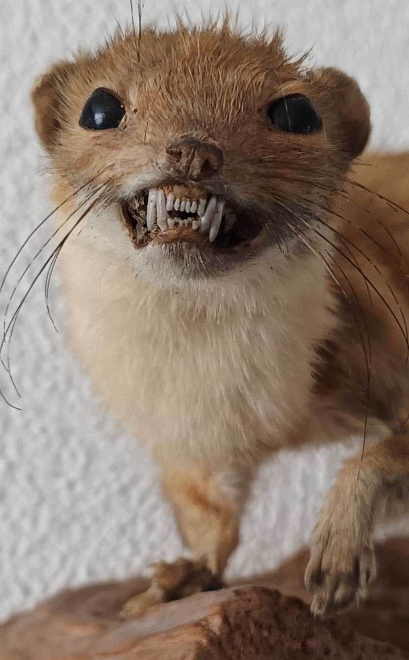 configurer la taxidermie Weasel, Collections, Enlèvement ou Envoi, Utilisé, Animal sauvage, Animal empaillé