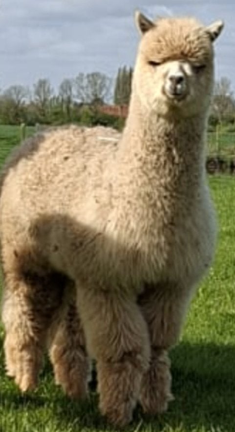 Mooie Alpaca hengst 11 maand, Dieren en Toebehoren, Juli, Mannelijk