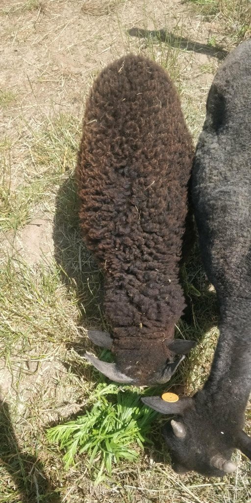 lief ouessant bokje 40 euro, Mâle, Mouton, 0 à 2 ans