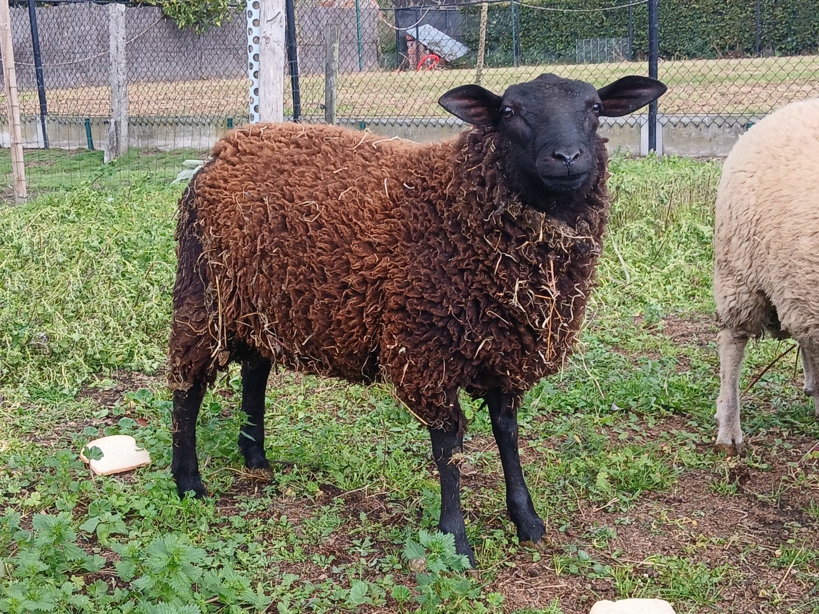 mooie jonge bok van maart, Dieren en Toebehoren