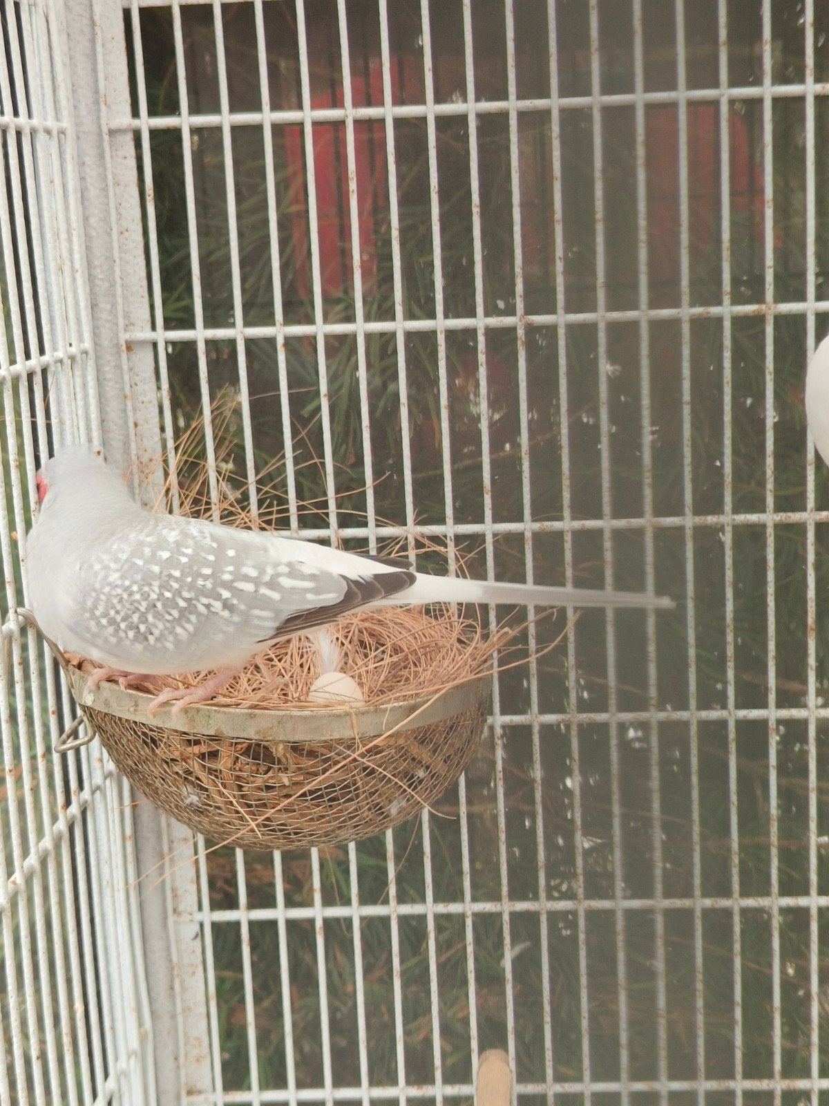 witstuit diamant duivin, Dieren en Toebehoren