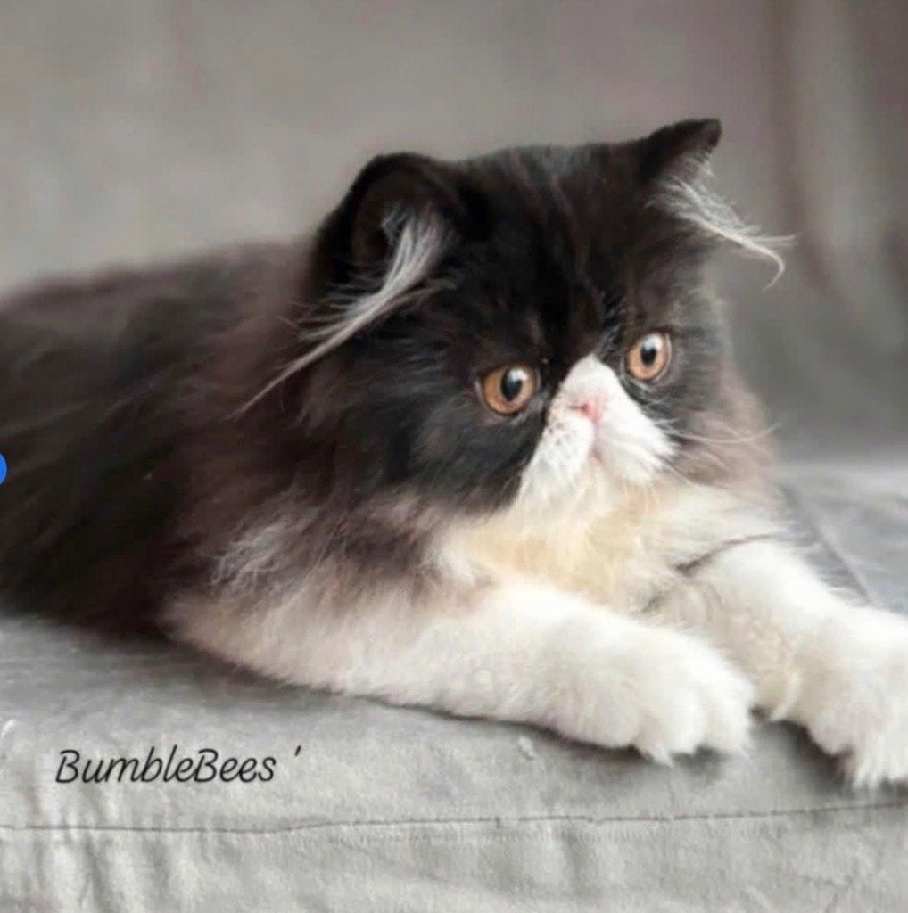 Angel zoekt goudenmandje, Kater, Met stamboom, 0 tot 2 jaar