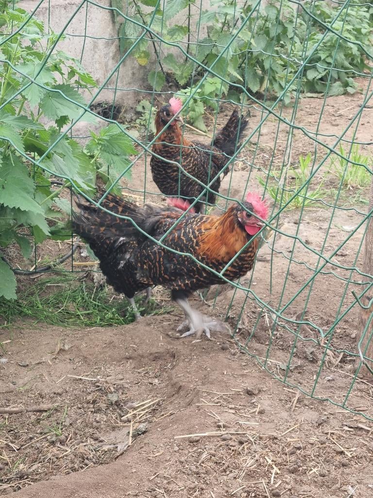 Haantjes haan hanen brakel goud, Dieren en Toebehoren, Pluimvee