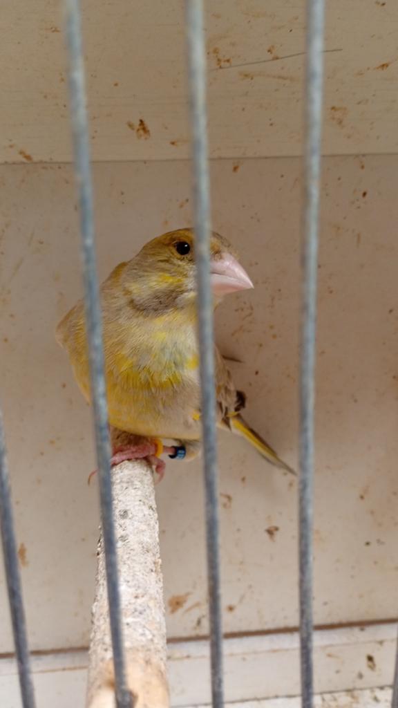 Bewezen Groenvink pop 2023, Dieren en Toebehoren, Vogels | Kanaries