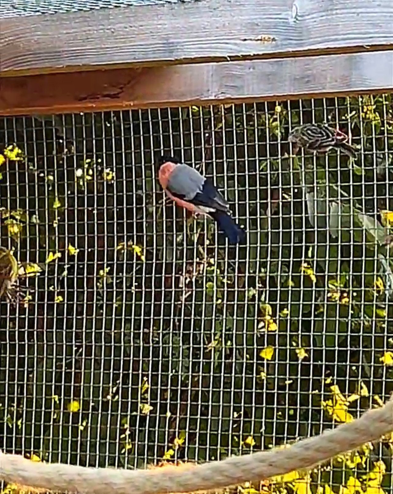 Serin cini et pivoines