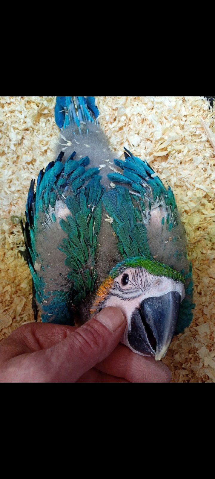 Jonge blauw gele ara, Dieren en Toebehoren, Vogels | Parkieten en Papegaaien, Geringd