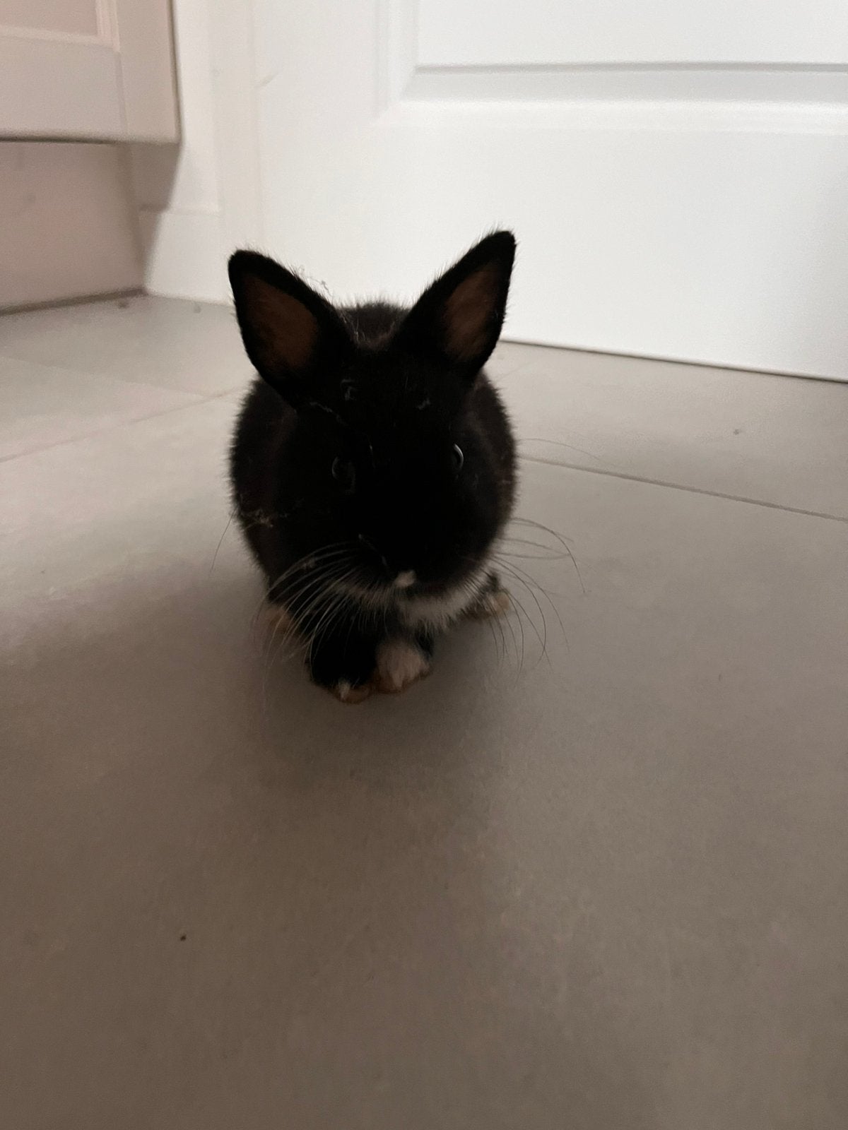 Dwergkonijntjes, Animaux & Accessoires, Lapins, Petit, 0 à 2 ans