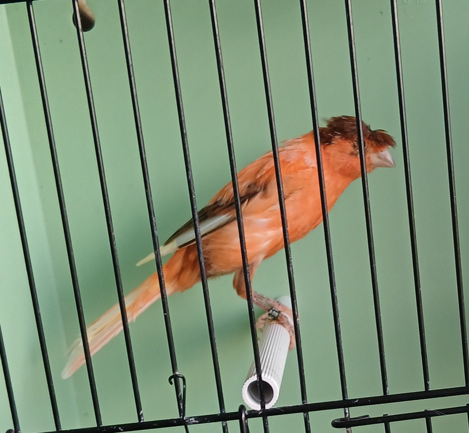 harlekijn x Llarguet Español