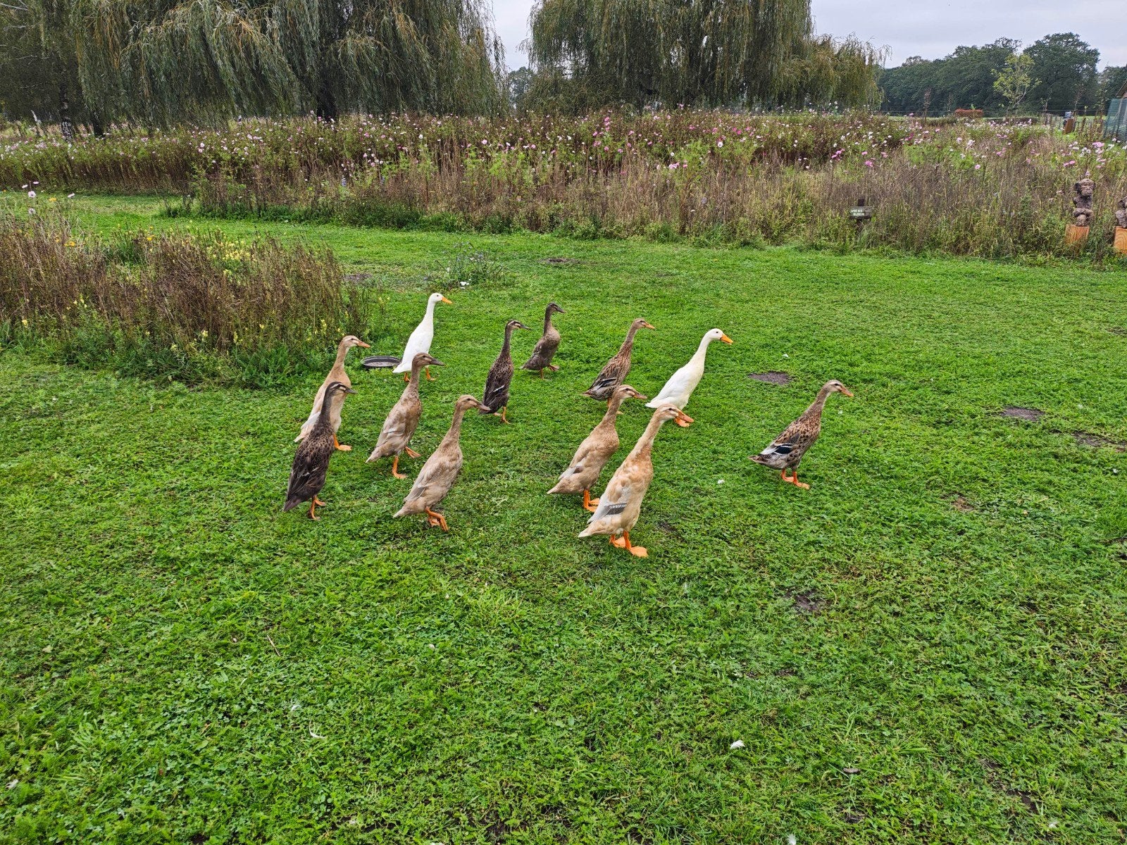 gratis loopeenden, Dieren en Toebehoren