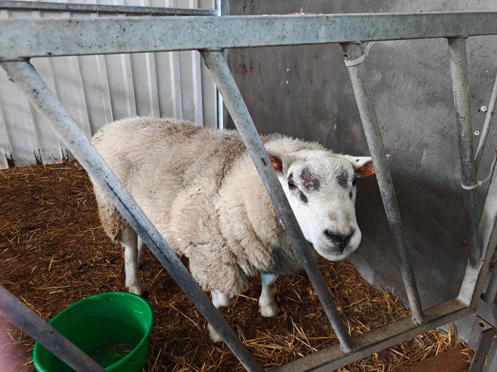 Ram, Animaux & Accessoires, Mâle, Mouton, 3 à 5 ans