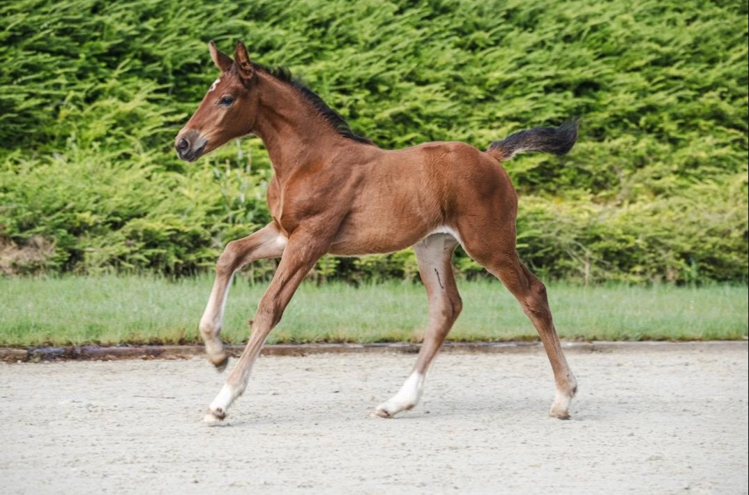 Pouliche Zangersheide par J-nius VVZ, Avec pedigree, 165 à 170 cm, 0 à 2 ans, Jument