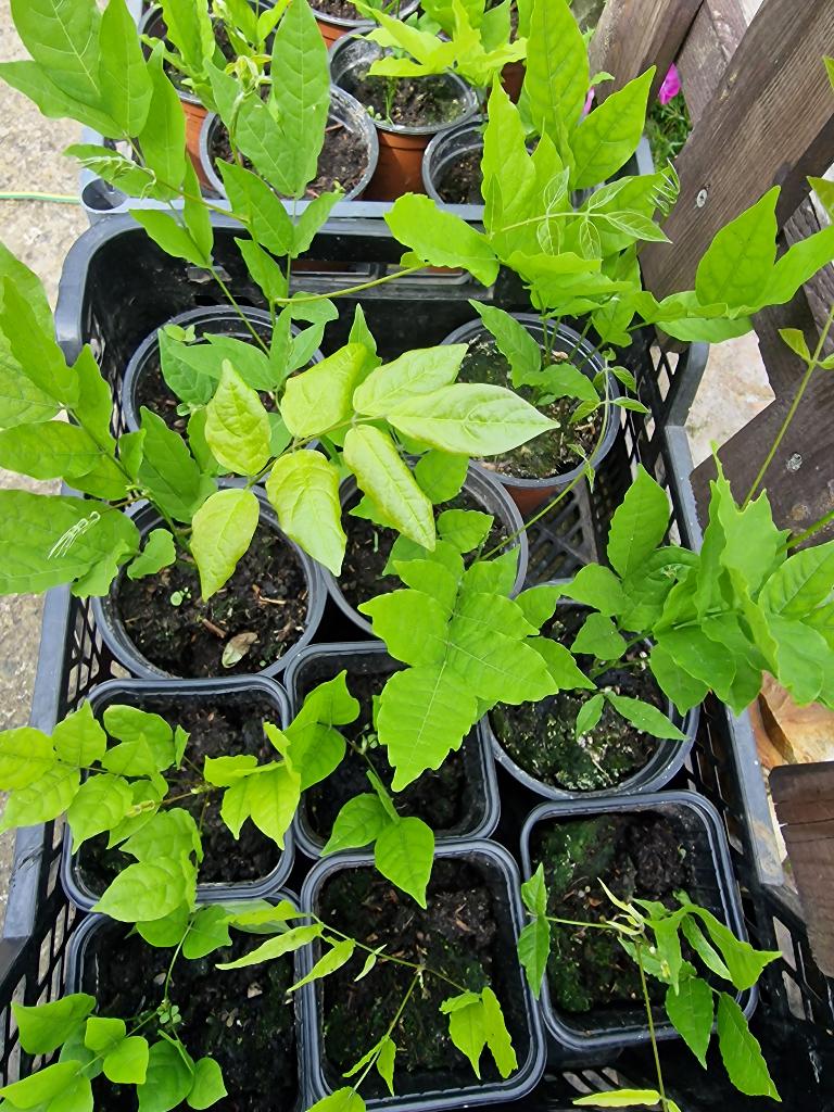 Glycines, Tuin en Terras, Ophalen, Volle zon, Vaste plant, Klimplanten