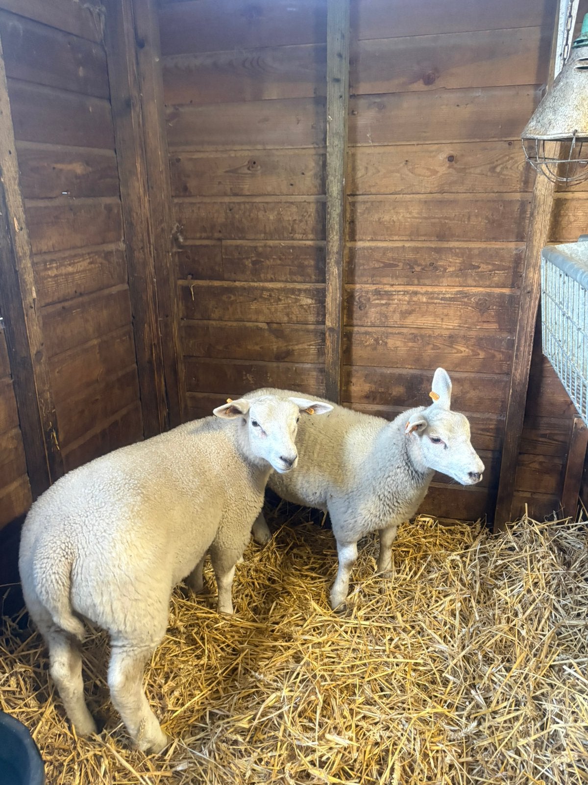 Ram en ooilam