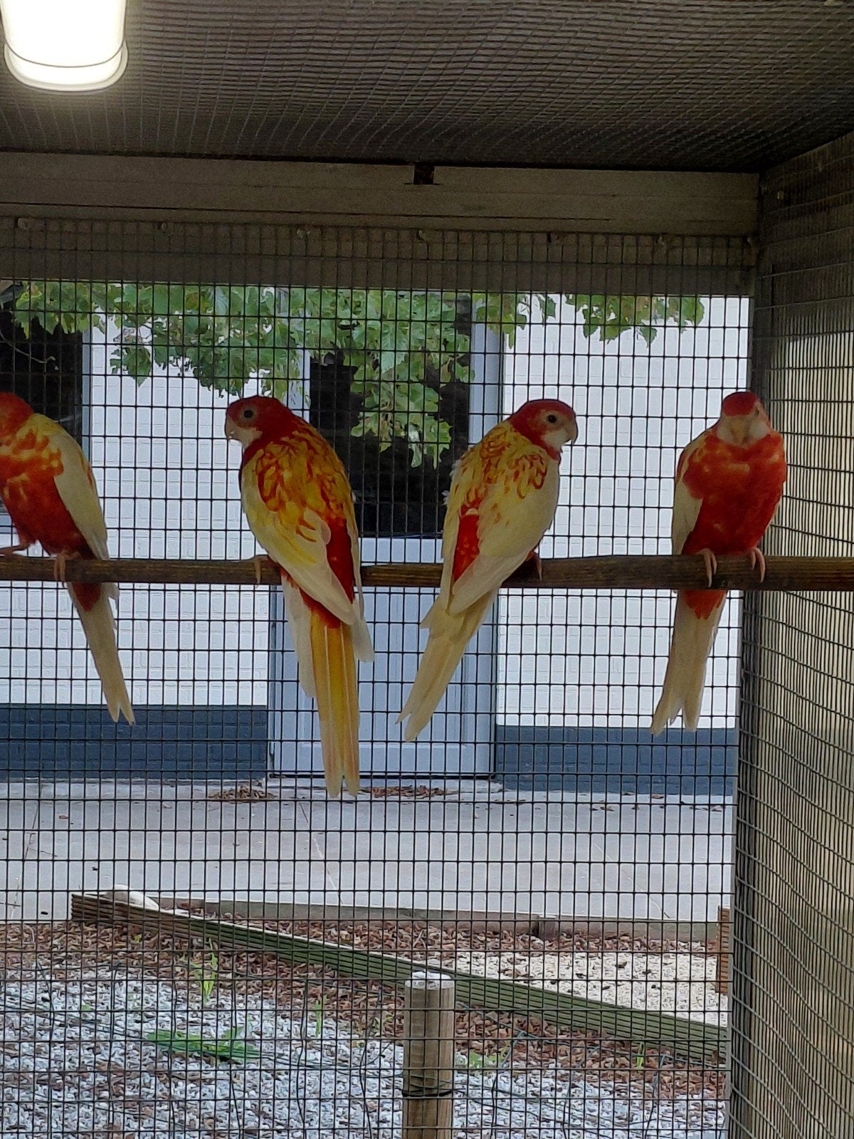 rosellas rubino