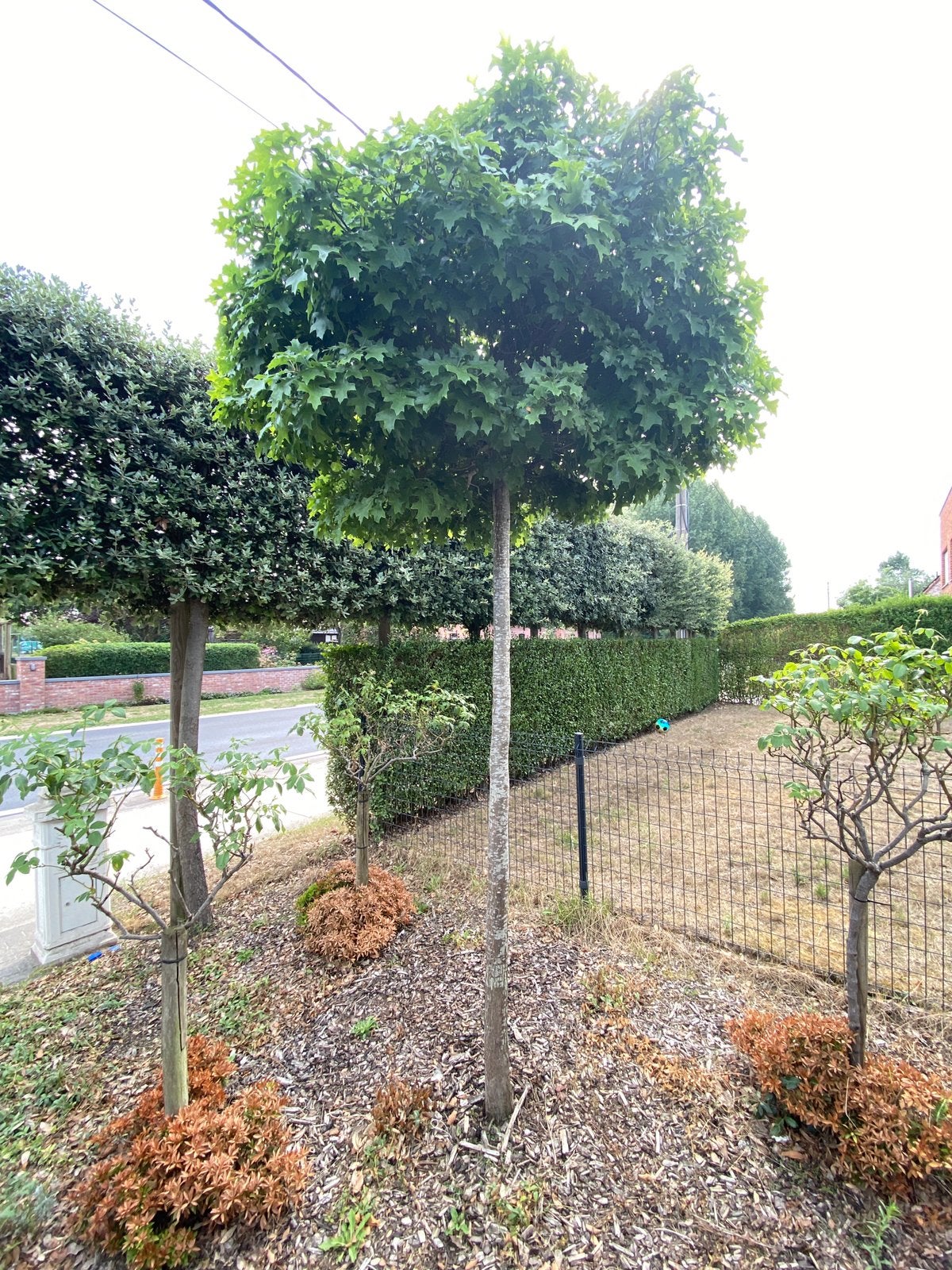 Eikenboom, Ophalen, Halfschaduw, 250 tot 400 cm