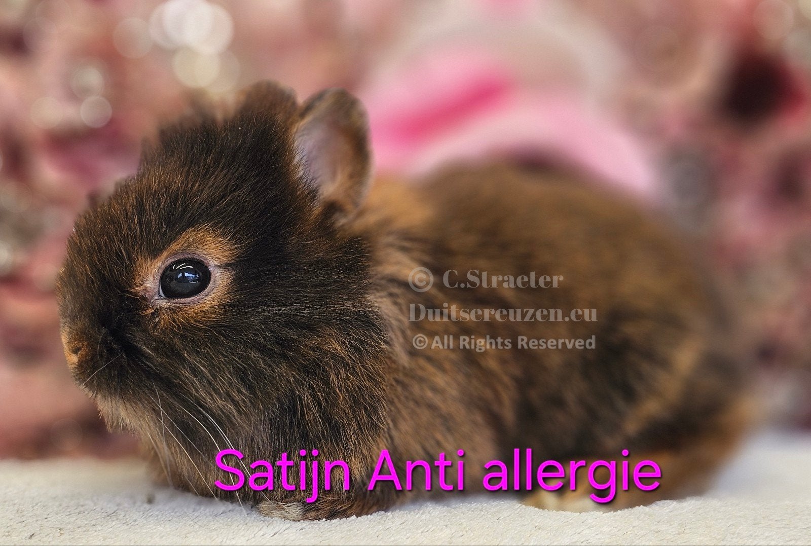 Mini-lapins sur le sol, Animaux & Accessoires, Lapins, Petit, Plusieurs animaux, 0 à 2 ans