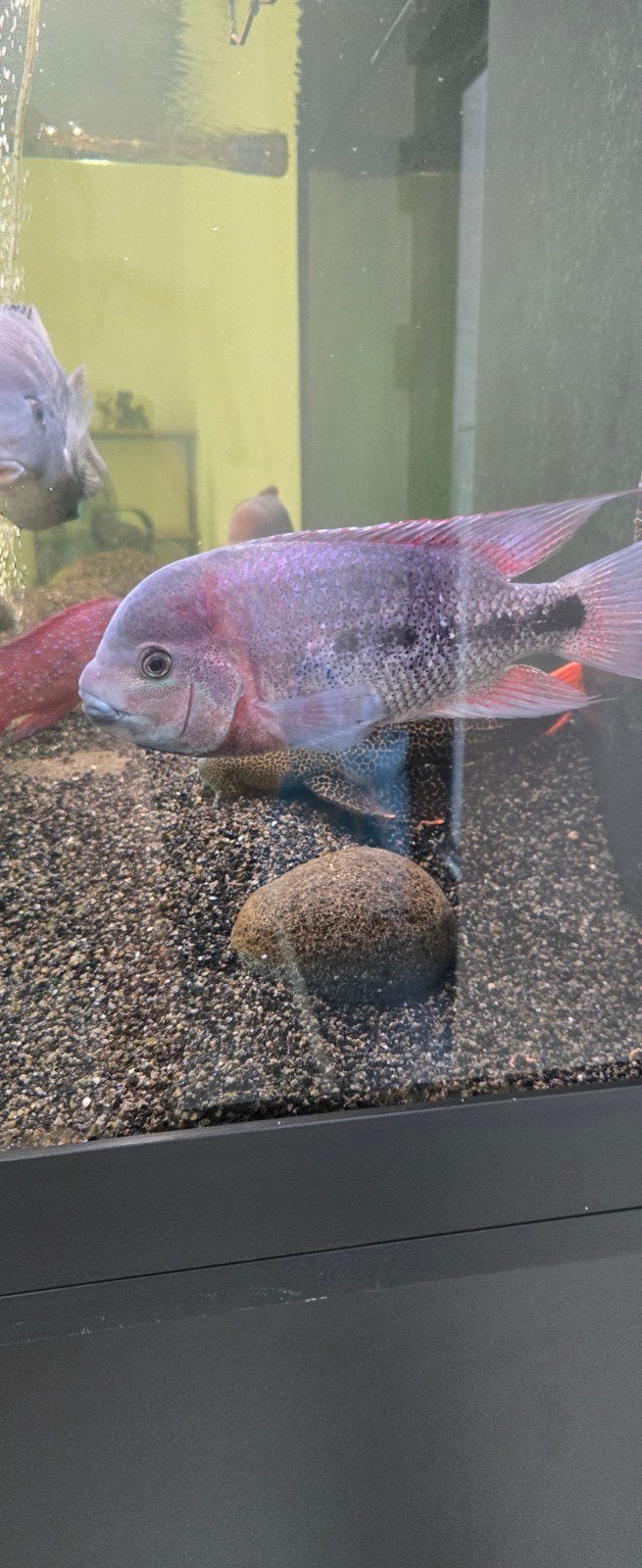 vieja breidohri +- 15 cm, Dieren en Toebehoren, Vissen | Aquariumvissen