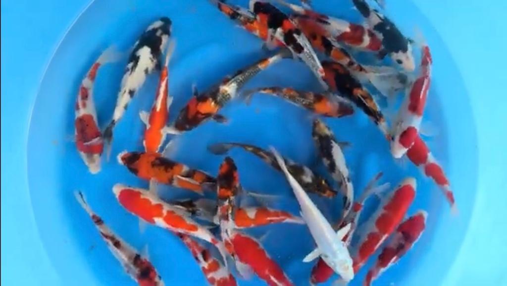 Zelf een box/grote hoeveelheid koi direct uit Japan?, Karper of Koi