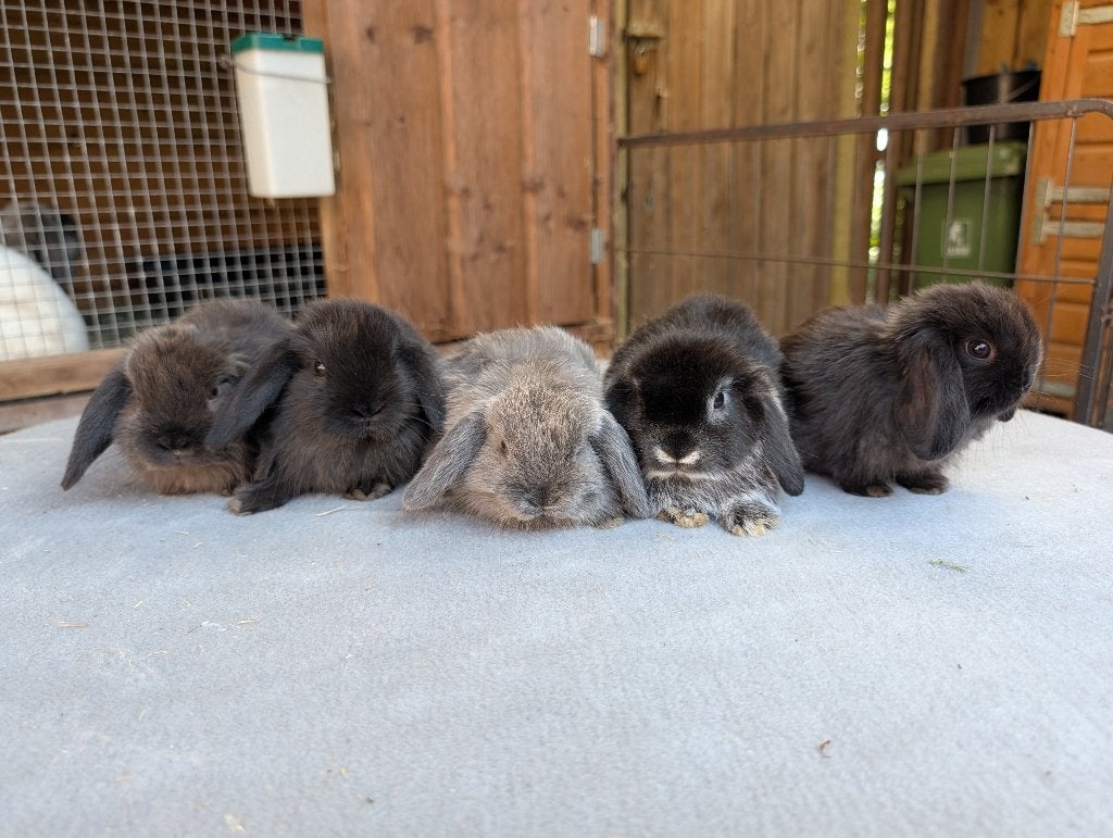 Leuke nhd/minilops kleintjes, Dieren en Toebehoren, Konijnen, Dwerg, Meerdere dieren, 0 tot 2 jaar, Hangoor