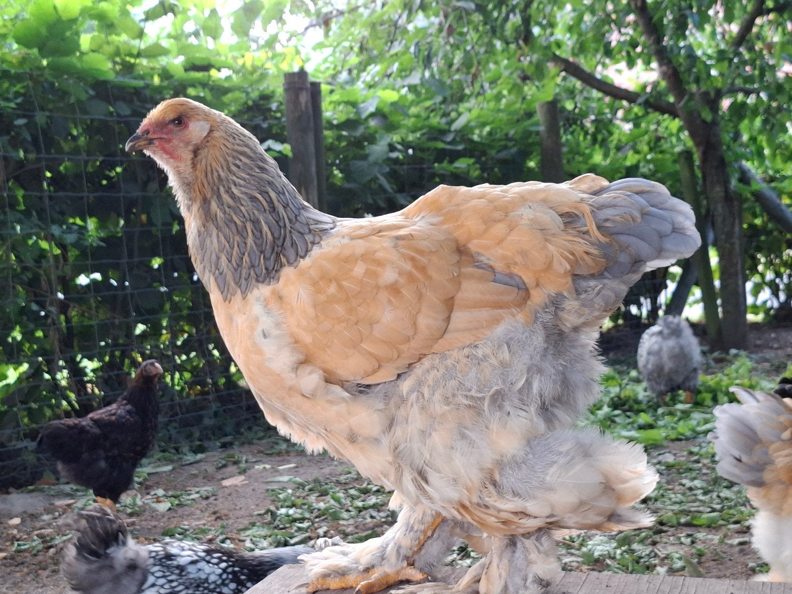 Jonge kippen: Brahma en Wyandotte groothoenders, Dieren en Toebehoren, Pluimvee, Meerdere dieren, Kip