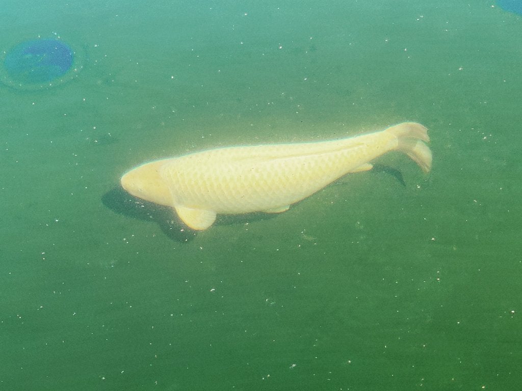 Japanse koi, Karper of Koi