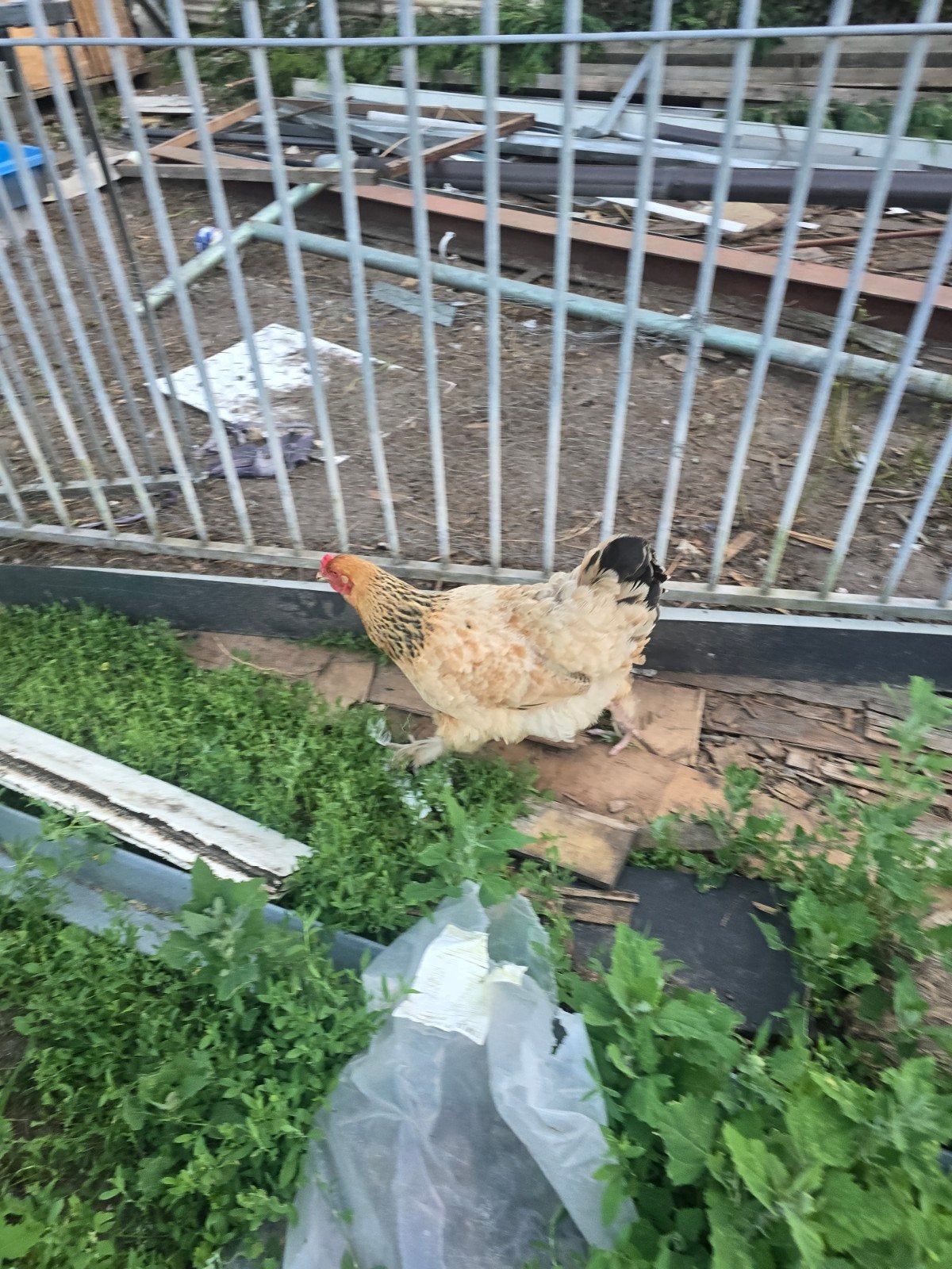 legkippen, Dieren en Toebehoren