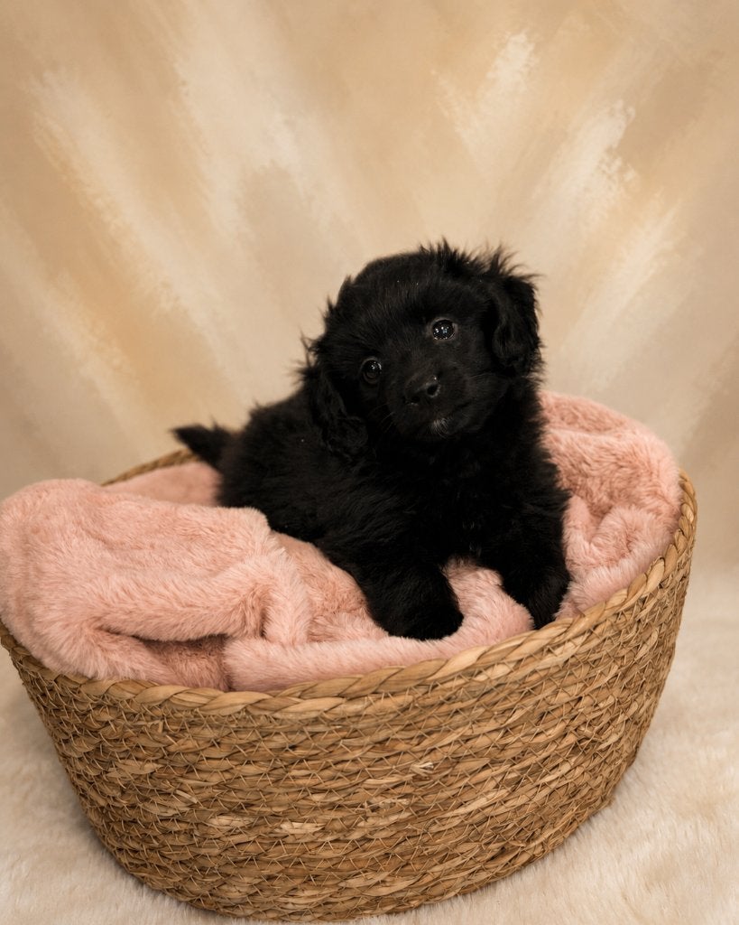 Mooie Pomapoo pups (Pomeriaan x toypoedel), Poedel, Parvo, België, 8 tot 15 weken