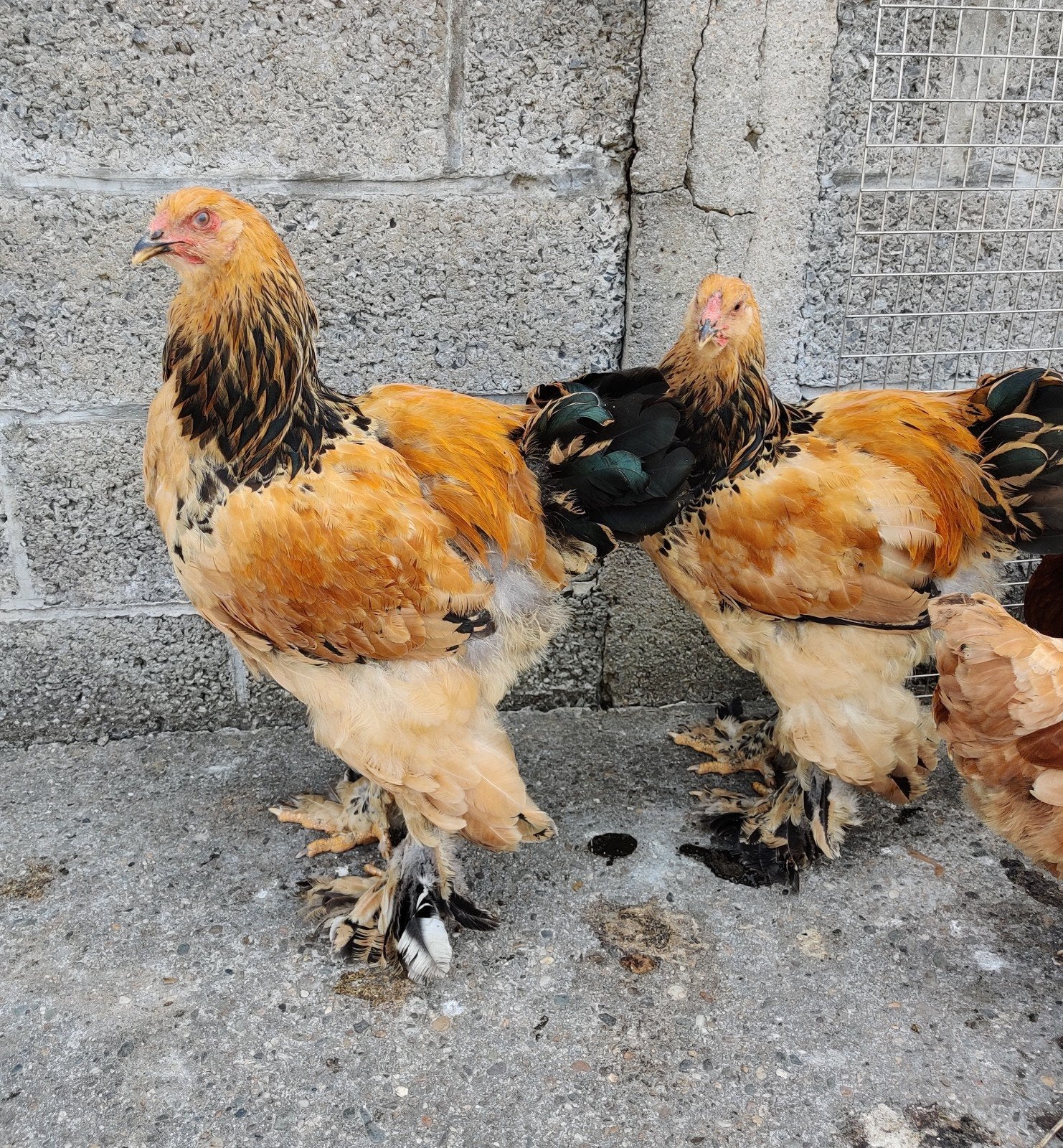 Groethoender Brahma buff zwart en blauwe hanen, Mâle, Poule ou poulet