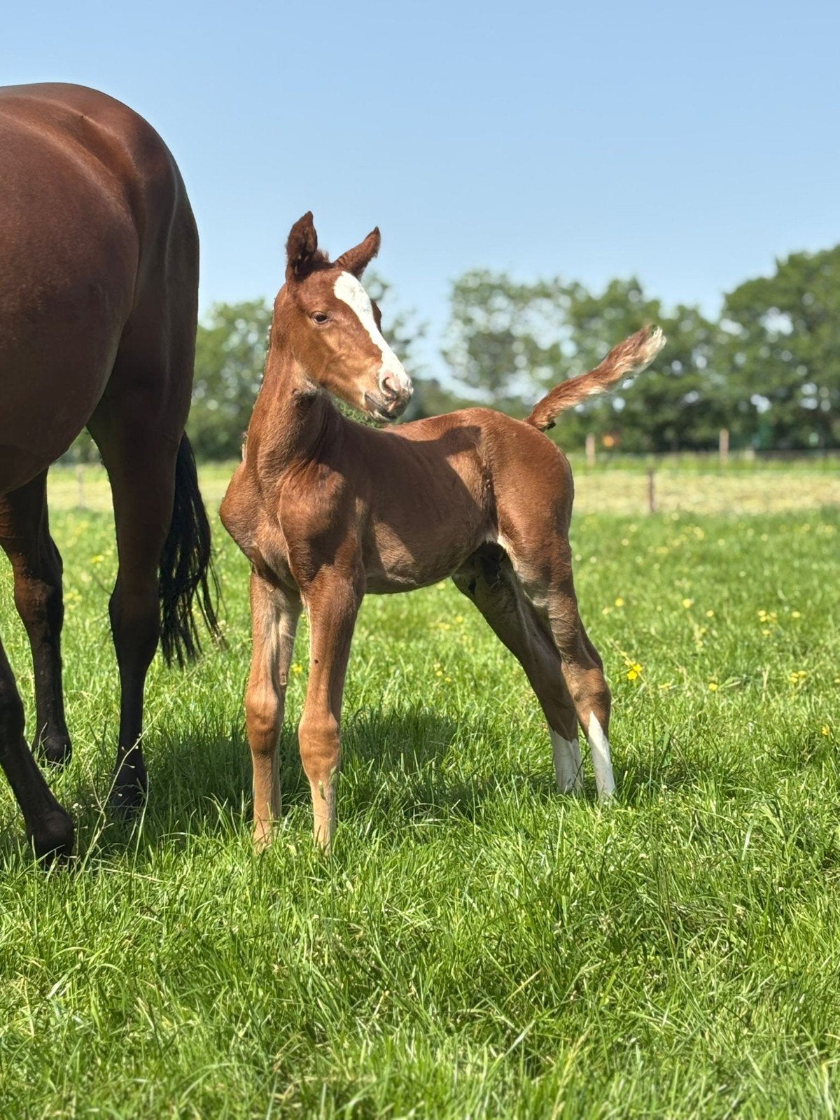 Hengst "calvino de nyze", Dieren en Toebehoren, Paarden, Hengst