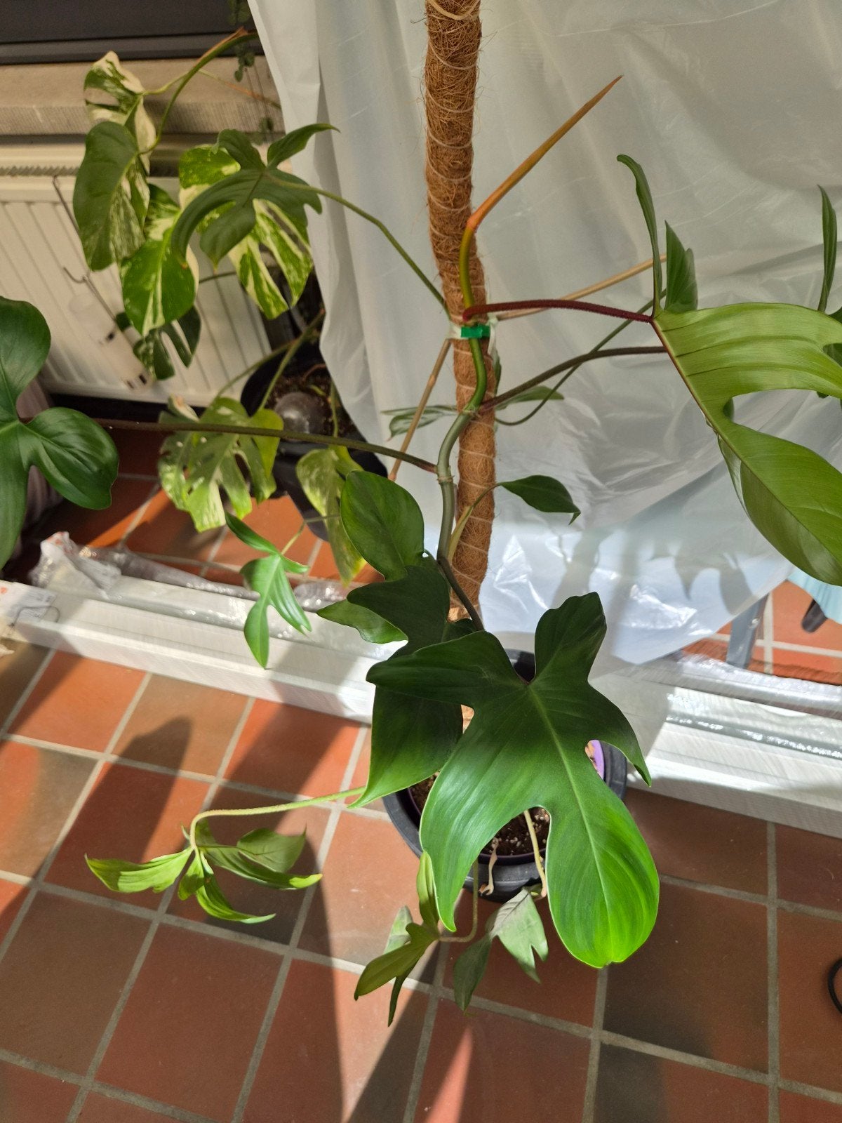grote Philodendron florida green + mospaal, Huis en Inrichting, Ophalen, 100 tot 150 cm
