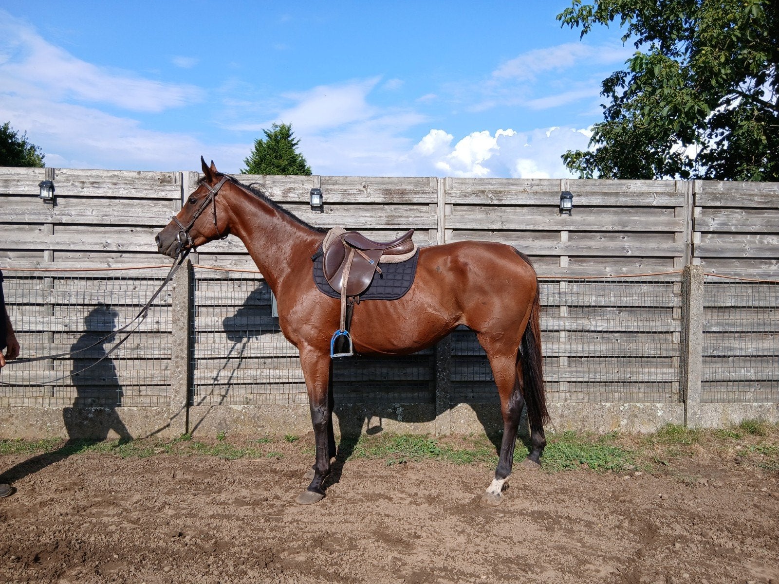 leuk recreatie paard, Dieren en Toebehoren, Paarden