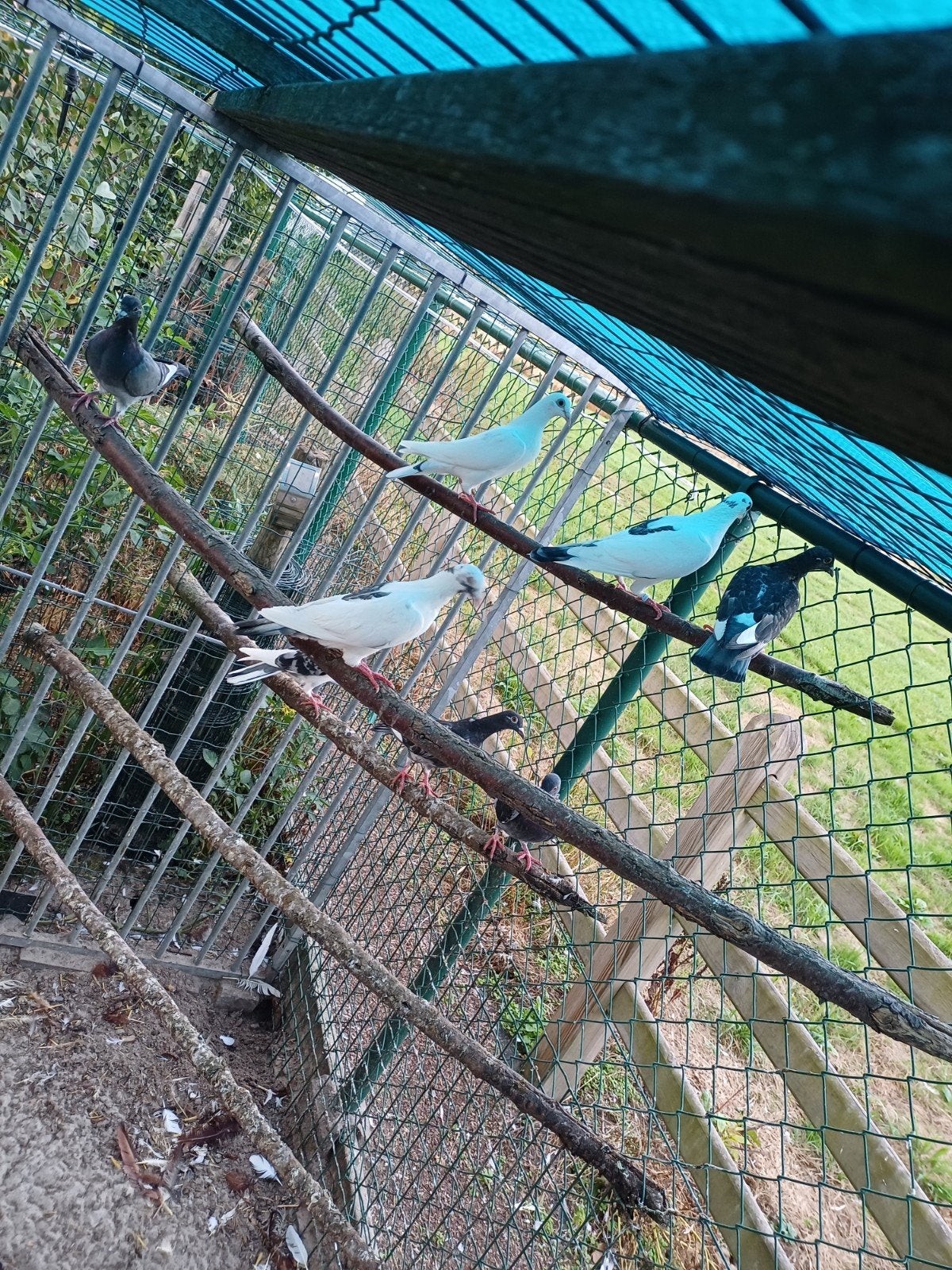 Te Koop: jonge reisduiven 2026 (niet geringd), Dieren en Toebehoren, Vogels | Duiven, Postduif