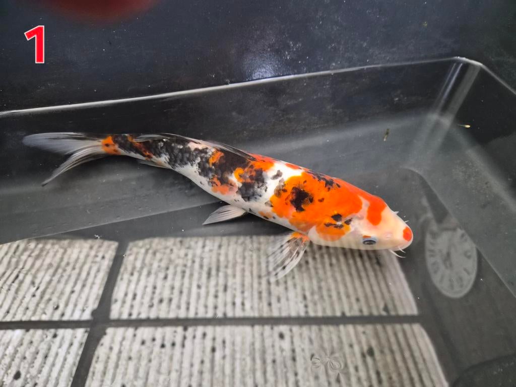 Verschillende koi,s, Dieren en Toebehoren, Vissen | Vijvervissen, Karper of Koi