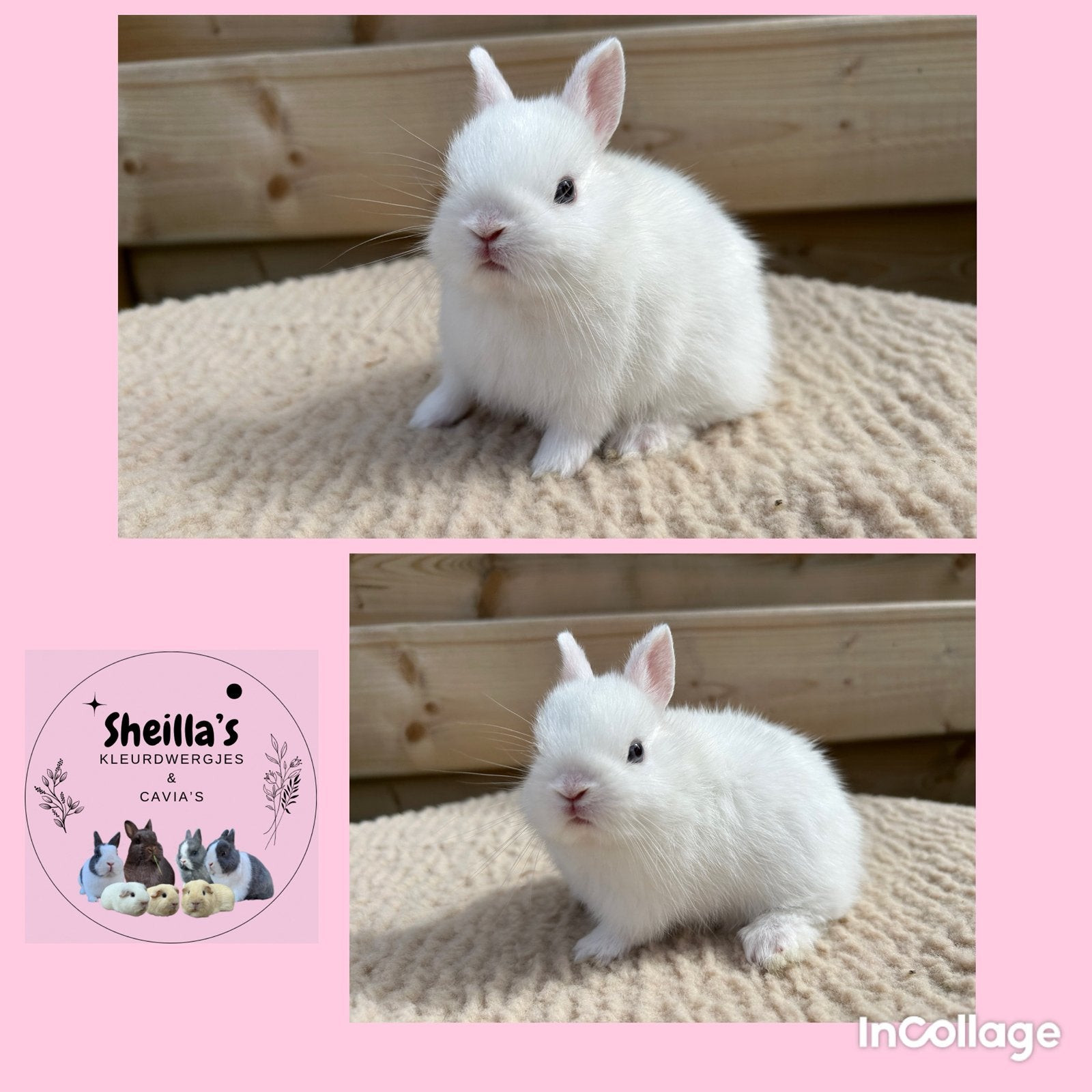 Kleine schattige kleurdwergjes, Dieren en Toebehoren, Konijnen, Dwerg, Mannelijk, 0 tot 2 jaar