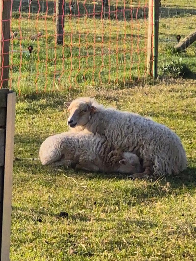 Witte Ouessant ooi + wit ram lam (onverwant)