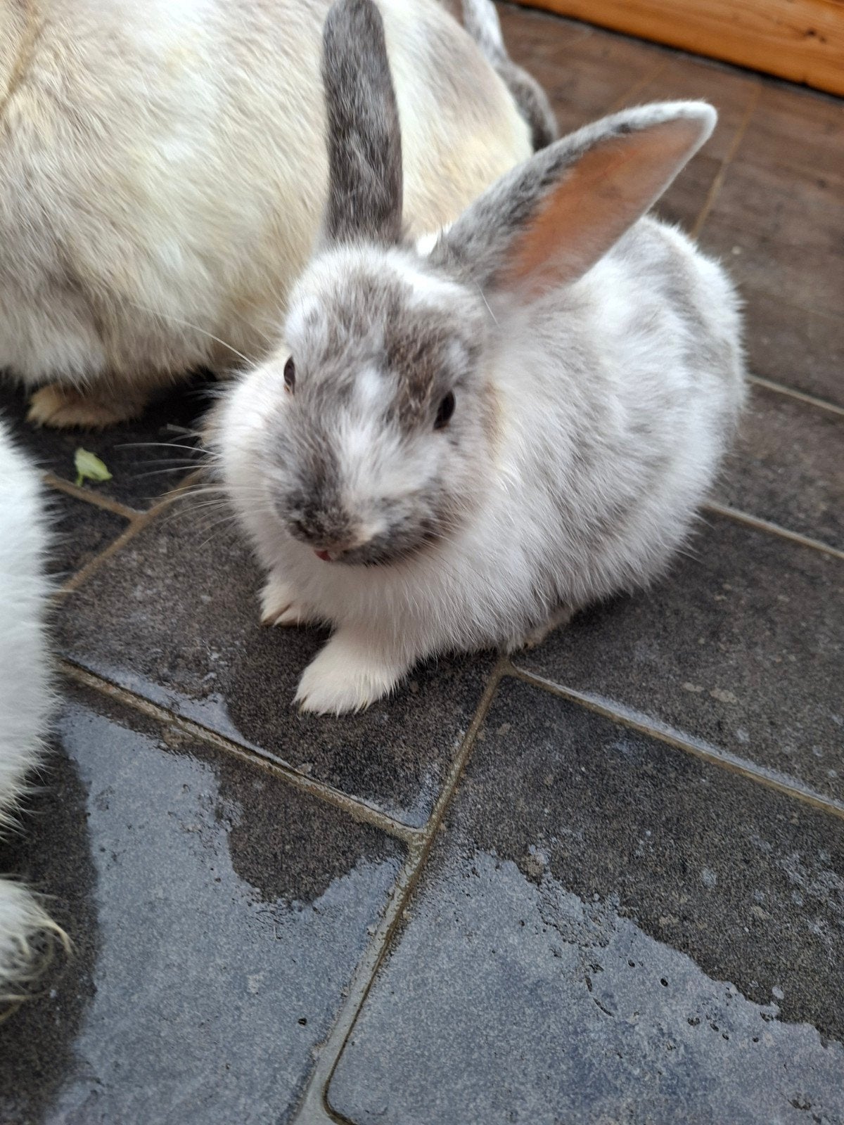 2 mooie damens, Dieren en Toebehoren