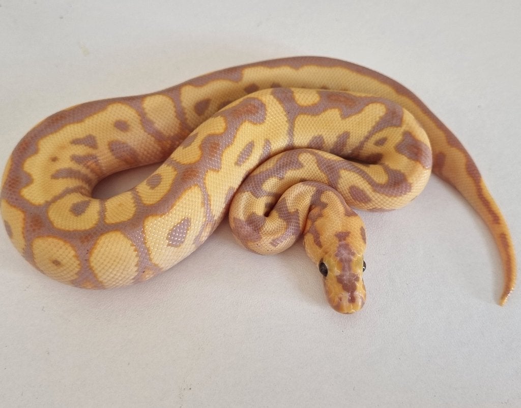 1.0 banana (od) spotnose clown koningspython python regius Ball Python photo 2