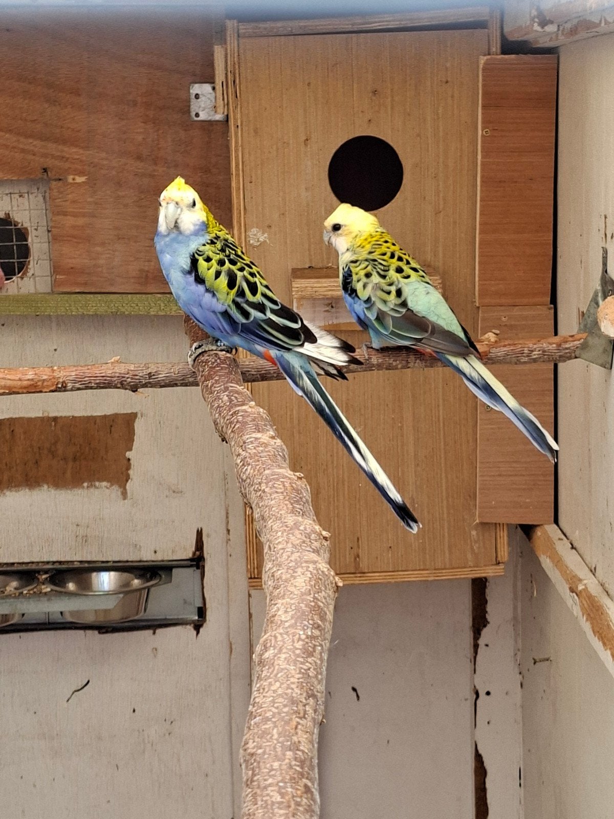 Koppel witvleugel bleekkop, Dieren en Toebehoren
