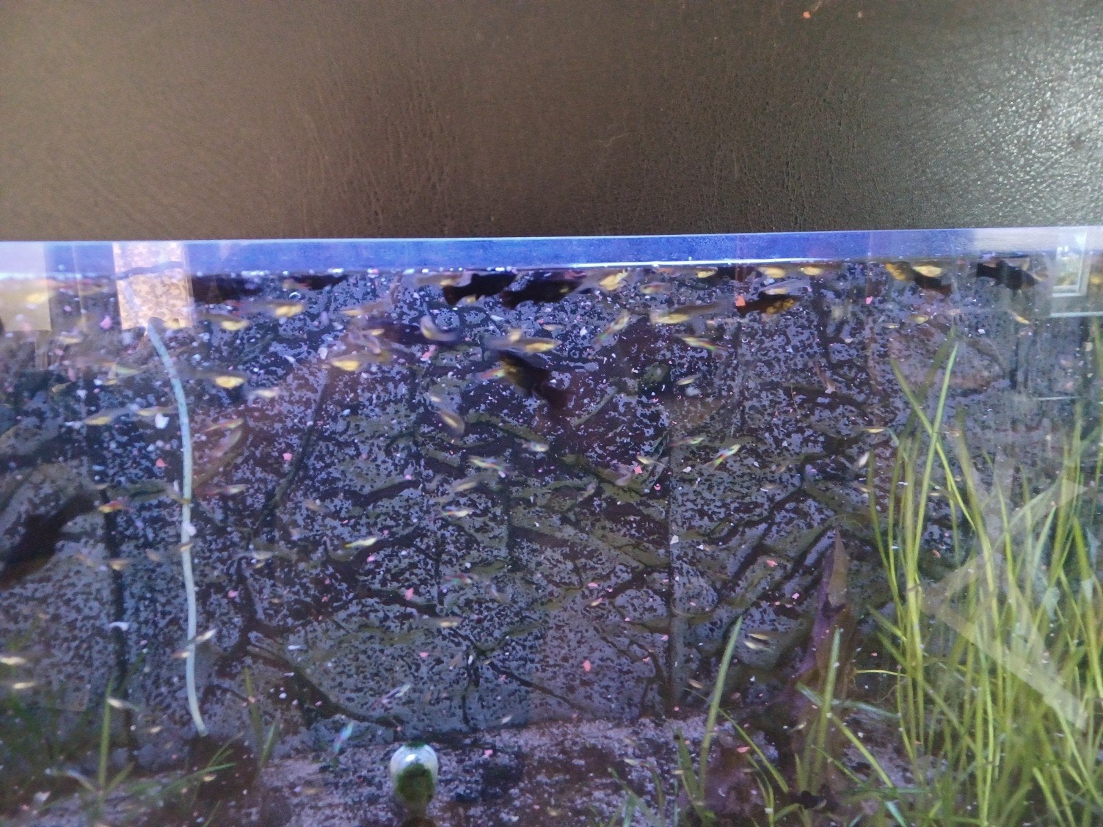 guppy's,  endlers,  molly's, Dieren en Toebehoren, Ophalen
