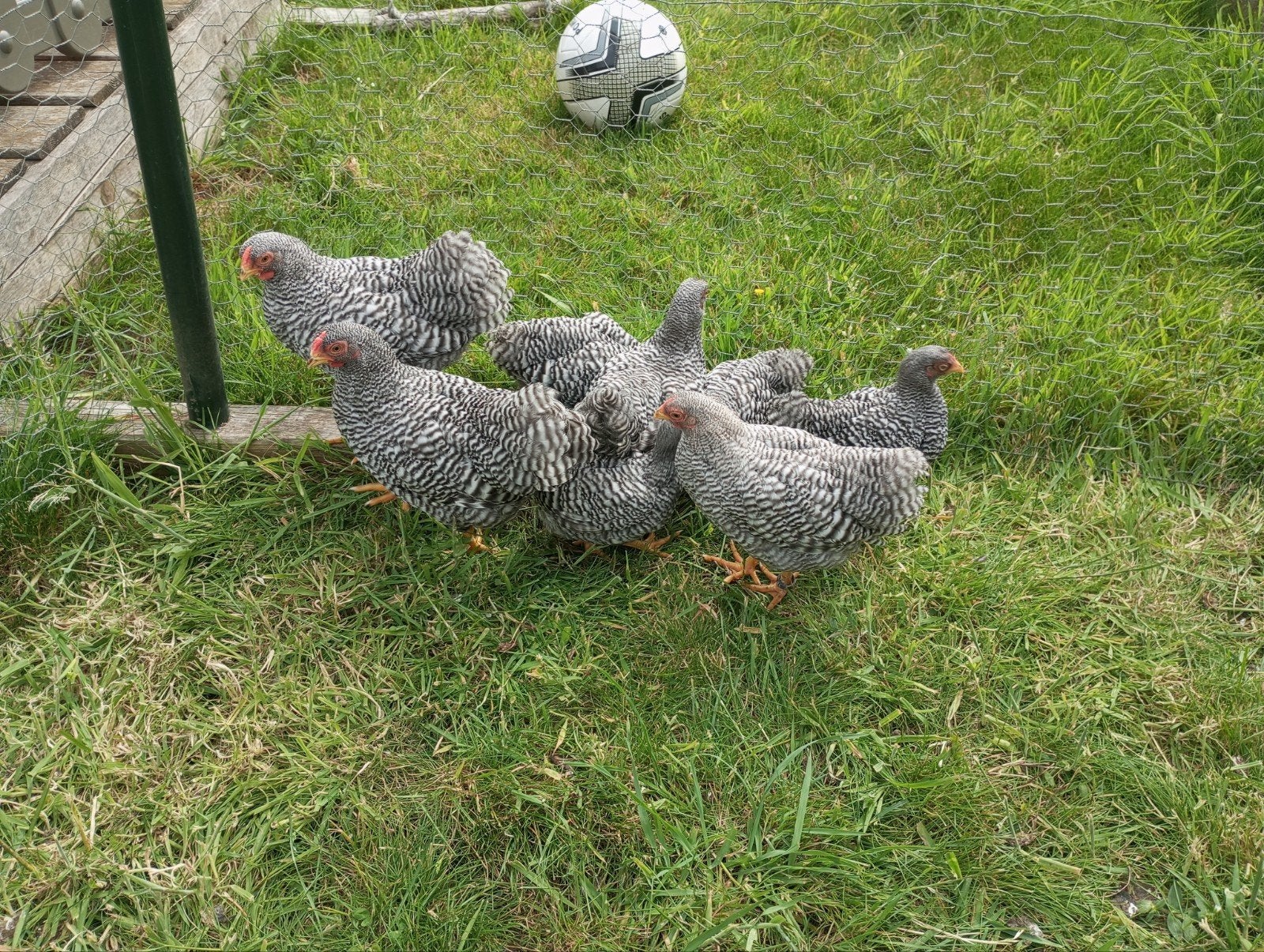 Wyandotte krielen gestreept, Dieren en Toebehoren, Pluimvee