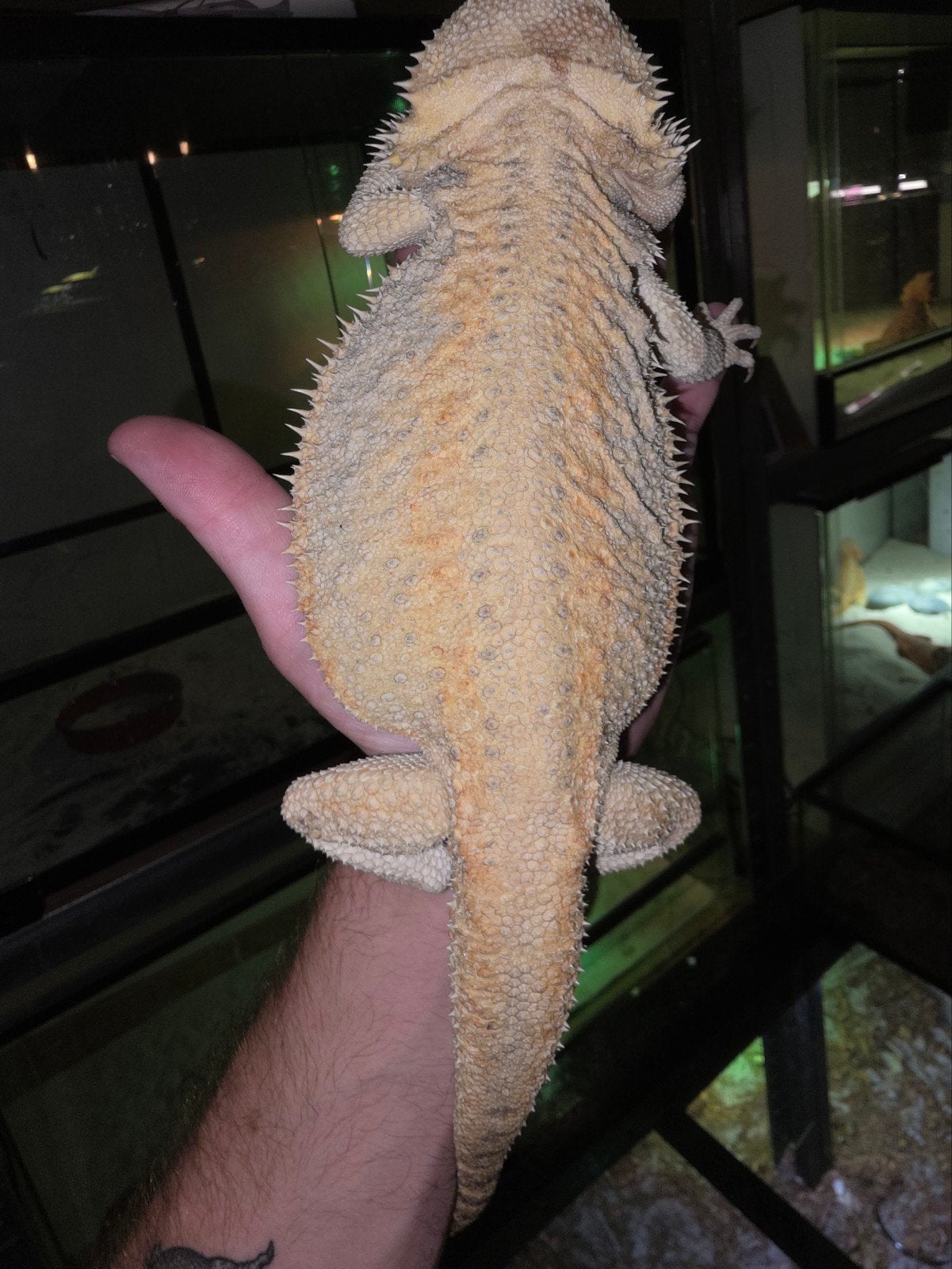 Diluant pour agrumes hypo gen. Dragon barbu rayé femelle, Lézard, Domestique, 3 à 6 ans
