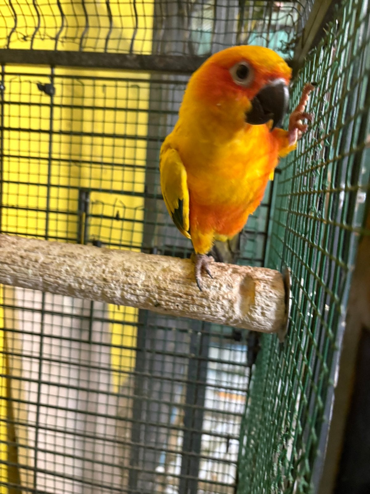Perruche soleil, Animaux & Accessoires, Mâle, Perruche, Bagué