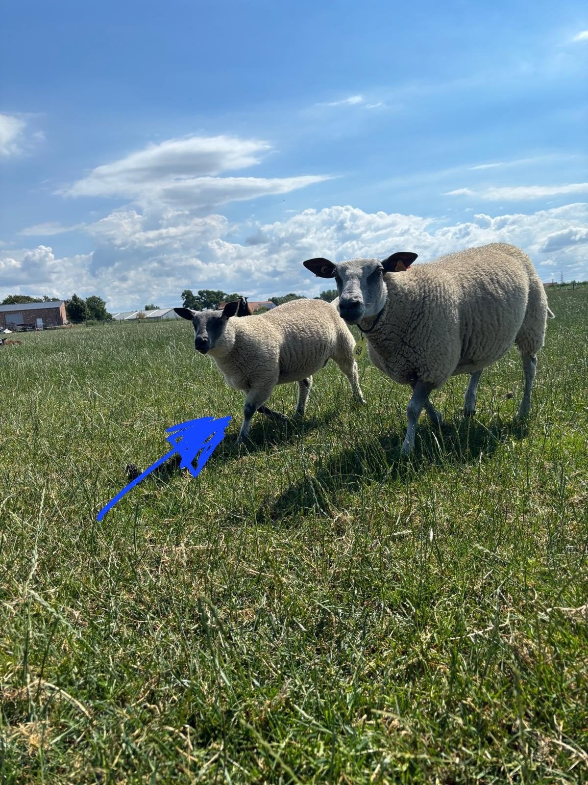 Lam blue de maine, Dieren en Toebehoren, Schapen, Geiten en Varkens