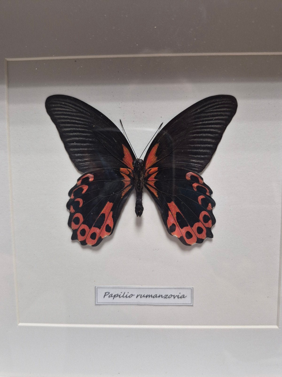 Papillon Papilio rumanzovia sous cadre 25x25, Enlèvement ou Envoi