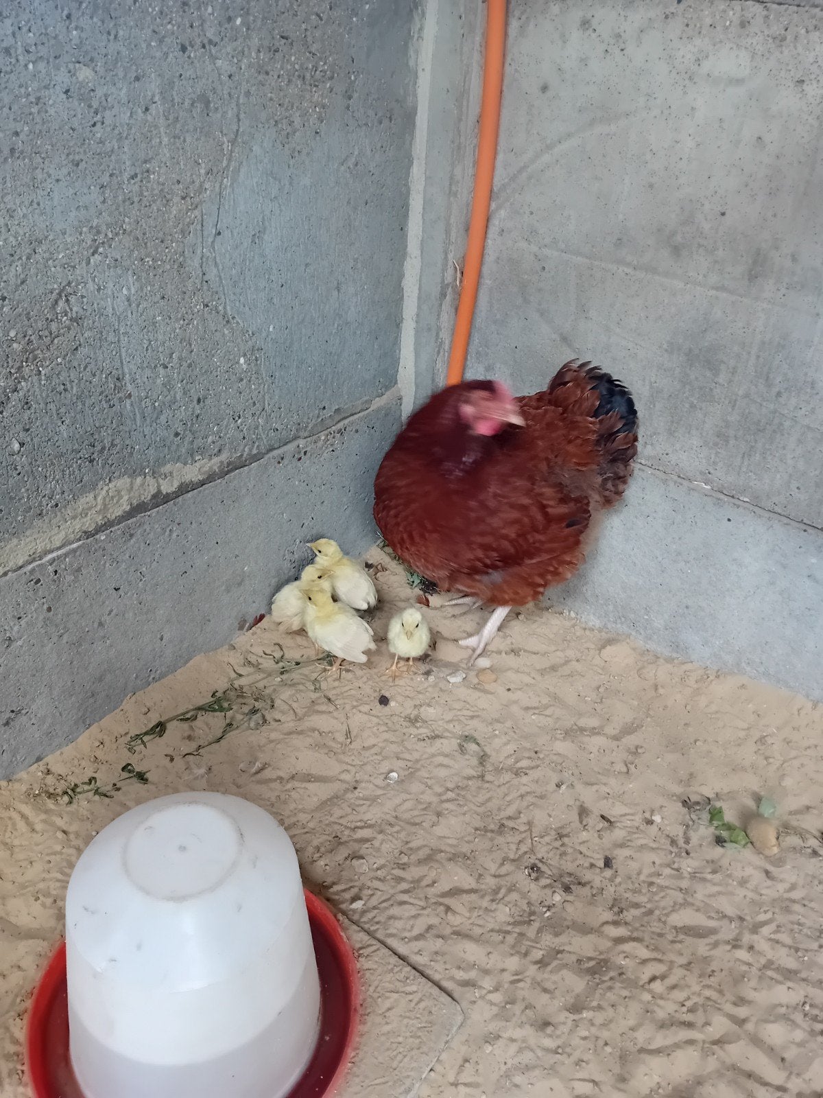 pauwen, Dieren en Toebehoren, Pluimvee, Overige soorten