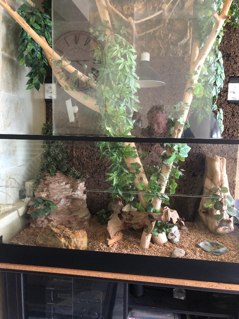 Terrarium géant, Animaux & Accessoires