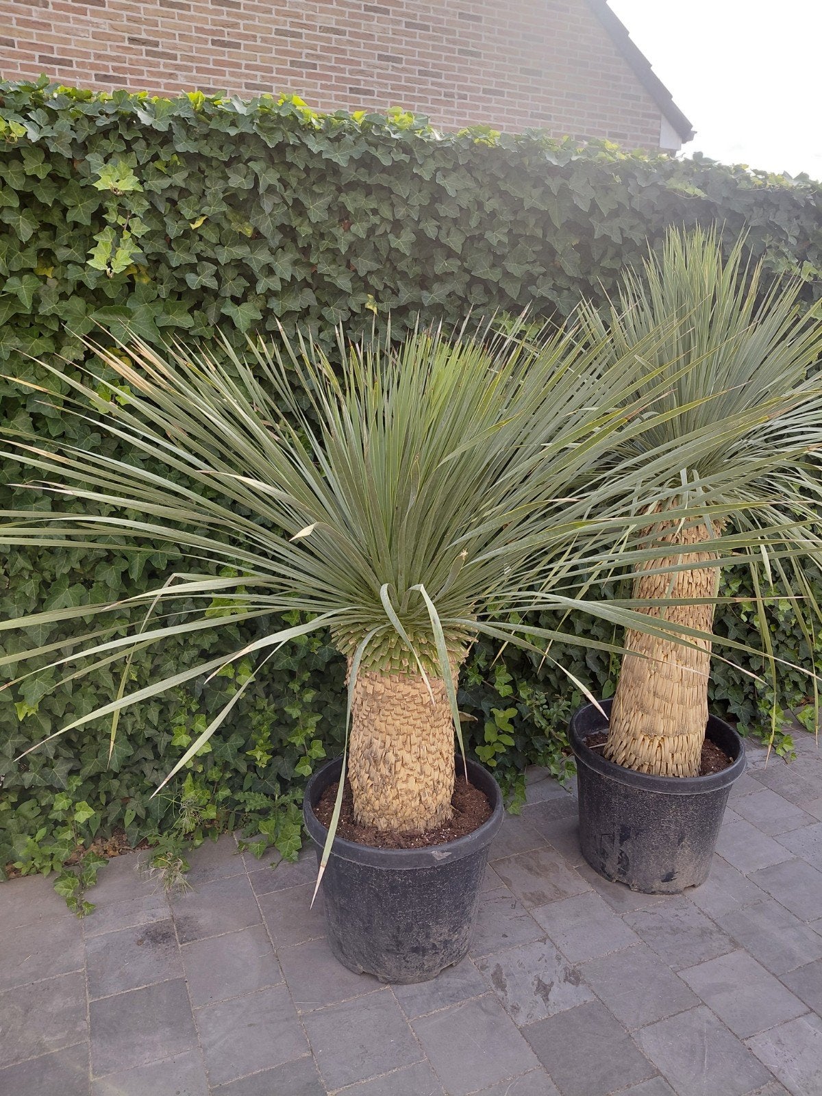 Yucca Rostrata, Jardin & Terrasse, Bulbes & Semences, Enlèvement